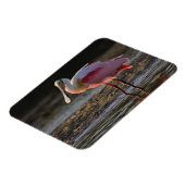 Roseate Spoonbill, Ajaia ajaja, Ding Darling Magneet (Linkerzijde)