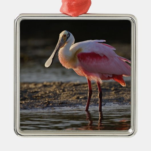 Roseate Spoonbill, Ajaia ajaja, Ding Darling Metalen Ornament (Voorkant)