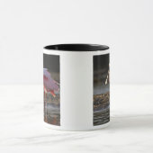 Roseate Spoonbill, Ajaia ajaja, Ding Darling Mok (Midden)