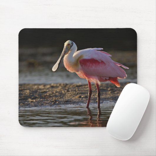 Roseate Spoonbill, Ajaia ajaja, Ding Darling Muismat (Met muis)