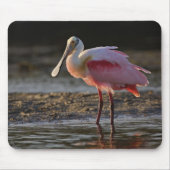Roseate Spoonbill, Ajaia ajaja, Ding Darling Muismat (Voorkant)