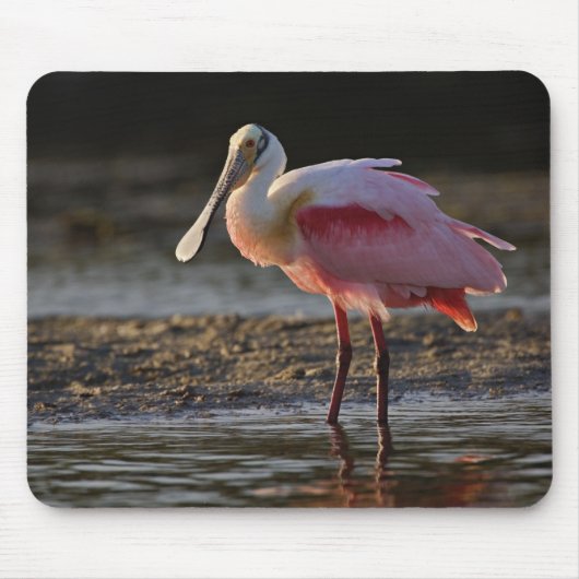 Roseate Spoonbill, Ajaia ajaja, Ding Darling Muismat (Voorkant)