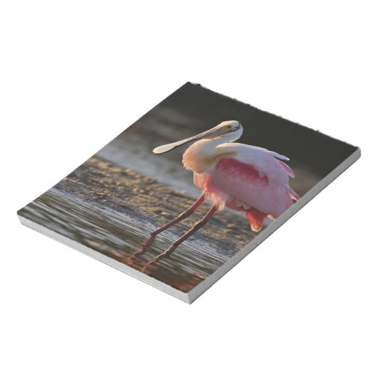Roseate Spoonbill, Ajaia ajaja, Ding Darling Notitieblok (Linkerzijde)