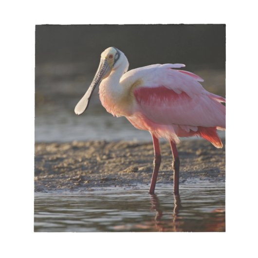Roseate Spoonbill, Ajaia ajaja, Ding Darling Notitieblok (Voorkant)