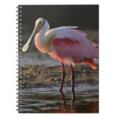 Roseate Spoonbill, Ajaia ajaja, Ding Darling Notitieboek (Voorkant)