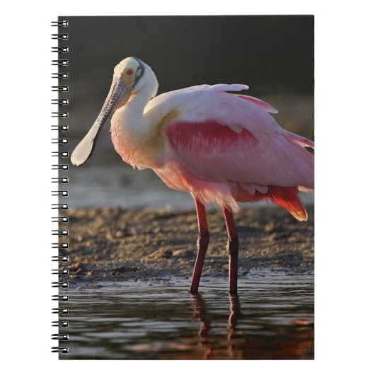 Roseate Spoonbill, Ajaia ajaja, Ding Darling Notitieboek (Voorkant)