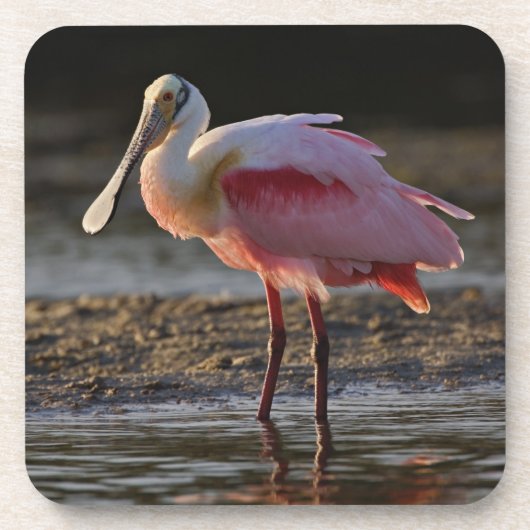 Roseate Spoonbill, Ajaia ajaja, Ding Darling Onderzetter (Voorkant)