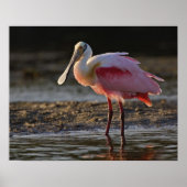 Roseate Spoonbill, Ajaia ajaja, Ding Darling Poster (Voorkant)