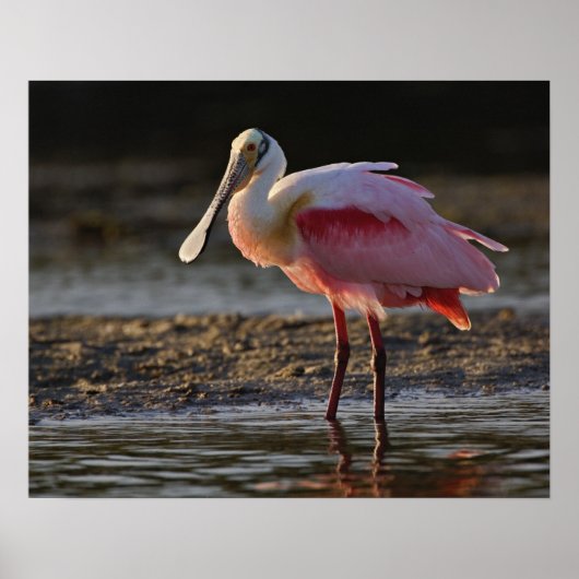 Roseate Spoonbill, Ajaia ajaja, Ding Darling Poster (Voorkant)