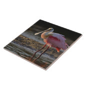 Roseate Spoonbill, Ajaia ajaja, Ding Darling Tegeltje (Zijkant)