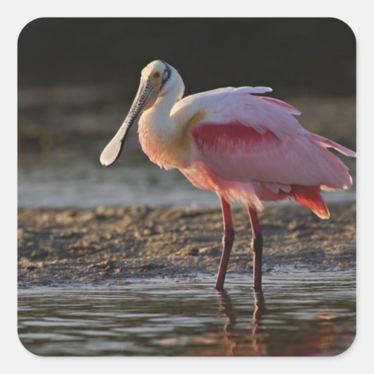 Roseate Spoonbill, Ajaia ajaja, Ding Darling Vierkante Sticker (Voorkant)