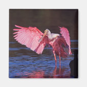 Roseate Spoonbill (Ajaia ajaja) met aalscholver Magneet (Voorkant)
