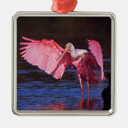Roseate Spoonbill (Ajaia ajaja) met aalscholver Metalen Ornament (Voorkant)