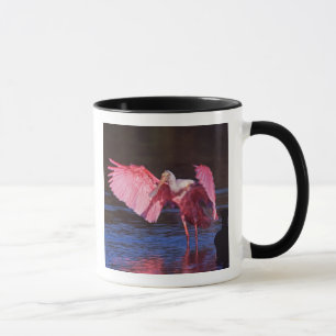 Roseate Spoonbill (Ajaia ajaja) met aalscholver Mok