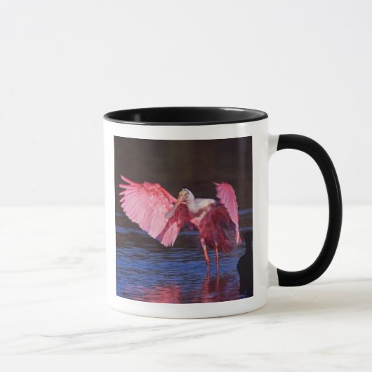 Roseate Spoonbill (Ajaia ajaja) met aalscholver Mok (Rechts)
