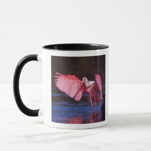 Roseate Spoonbill (Ajaia ajaja) met aalscholver Mok (Links)