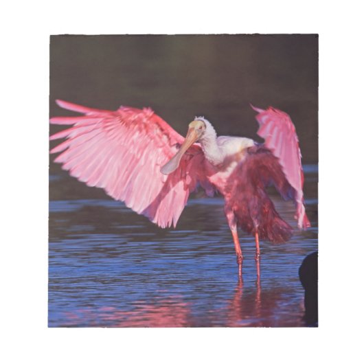 Roseate Spoonbill (Ajaia ajaja) met aalscholver Notitieblok (Voorkant)