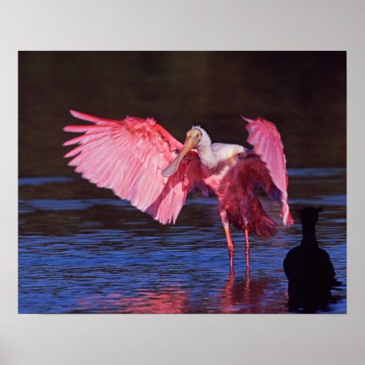 Roseate Spoonbill (Ajaia ajaja) met aalscholver Poster (Voorkant)