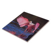 Roseate Spoonbill (Ajaia ajaja) met aalscholver Tegeltje (Zijkant)