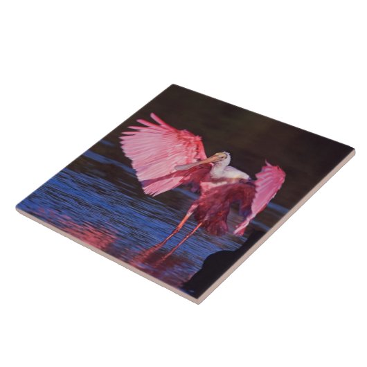 Roseate Spoonbill (Ajaia ajaja) met aalscholver Tegeltje (Zijkant)