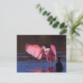 Roseate Spoonbill (ajaja Ajaia) met Aalscholver Briefkaart (Staand voorkant)