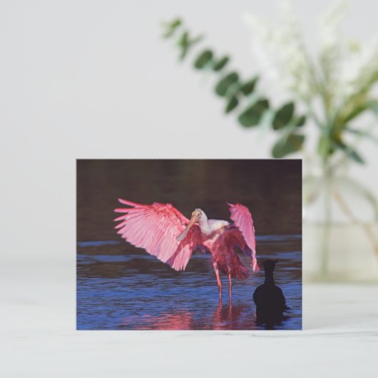 Roseate Spoonbill (ajaja Ajaia) met Aalscholver Briefkaart (Staand voorkant)