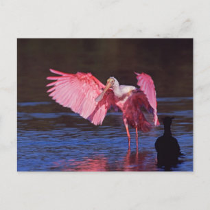 Roseate Spoonbill (ajaja Ajaia) met Aalscholver Briefkaart
