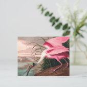 Roseate Spoonbill Audubon Bird Wildlife Briefkaart (Staand voorkant)