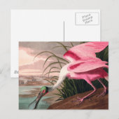 Roseate Spoonbill Audubon Bird Wildlife Briefkaart (Voorkant / Achterkant)