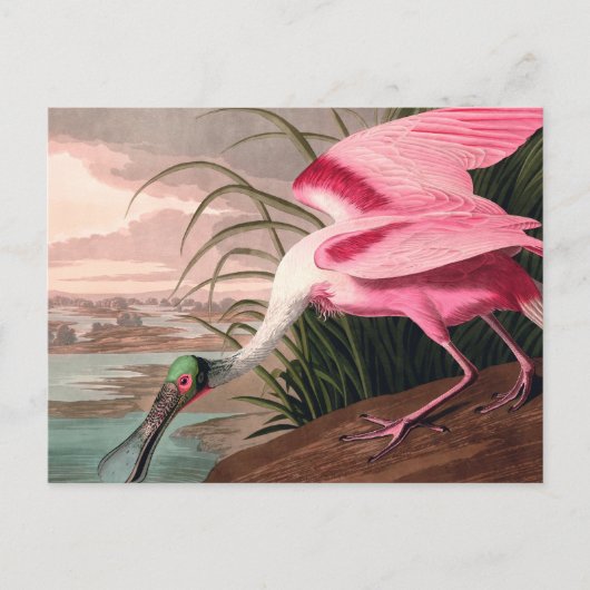 Roseate Spoonbill Audubon Bird Wildlife Briefkaart (Voorkant)