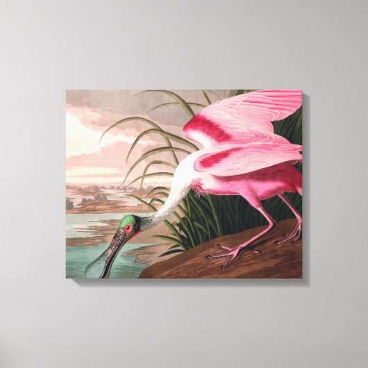 Roseate Spoonbill Audubon Bird Wildlife Canvas Afdruk (Voorkant)