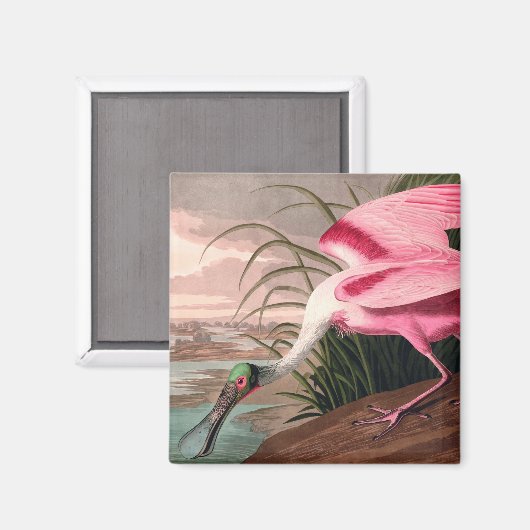 Roseate Spoonbill Audubon Bird Wildlife Magneet (Voorkant / Achterkant)