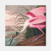 Roseate Spoonbill Audubon Bird Wildlife Magneet (Voorkant)
