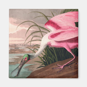 Roseate Spoonbill Audubon Bird Wildlife Magneet