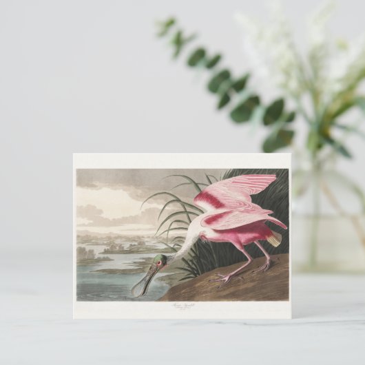 Roseate Spoonbill Audubon Bird Wildlife Painting Briefkaart (Staand voorkant)
