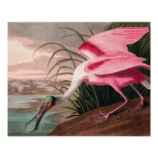 Roseate Spoonbill Audubon Bird Wildlife Perfect Poster (Voorkant)
