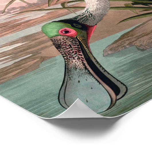 Roseate Spoonbill Audubon Bird Wildlife Poster (Hoek)