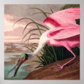 Roseate Spoonbill Audubon Bird Wildlife Poster (Voorkant)