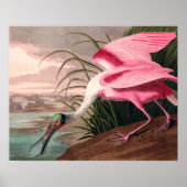 Roseate Spoonbill Audubon Bird Wildlife Poster (Voorkant)