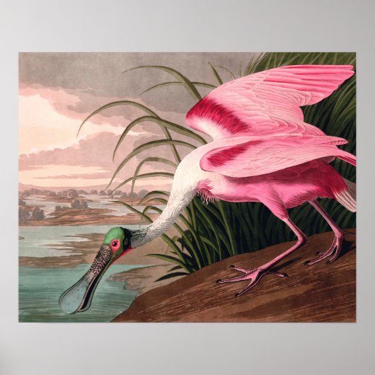 Roseate Spoonbill Audubon Bird Wildlife Poster (Voorkant)