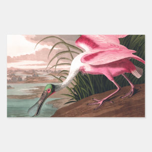 Roseate Spoonbill Audubon Bird Wildlife Rechthoekige Sticker