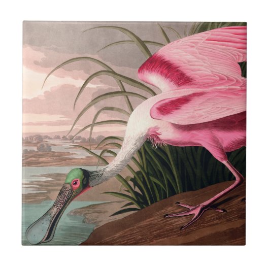 Roseate Spoonbill Audubon Bird Wildlife Tegeltje (Voorkant)