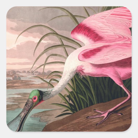 Roseate Spoonbill Audubon Bird Wildlife Vierkante Sticker (Voorkant)