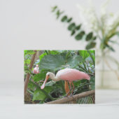 Roseate Spoonbill Bird Briefkaart (Staand voorkant)