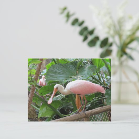 Roseate Spoonbill Bird Briefkaart (Staand voorkant)