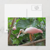 Roseate Spoonbill Bird Briefkaart (Voorkant / Achterkant)