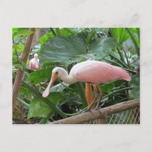 Roseate Spoonbill Bird Briefkaart