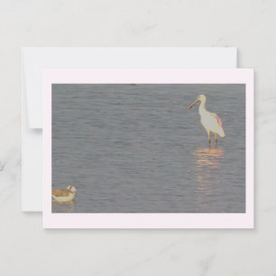 Roseate Spoonbill Bird Briefkaart