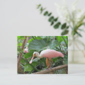 Roseate Spoonbill Bird Briefkaart (Staand voorkant)