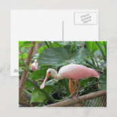 Roseate Spoonbill Bird Briefkaart (Voorkant / Achterkant)